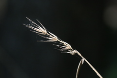 Elymus glabriflorus