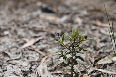 Candalides xanthospilos