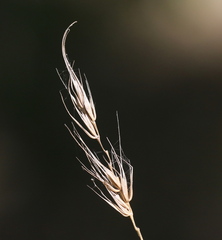 Elymus glabriflorus