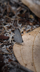 Candalides xanthospilos