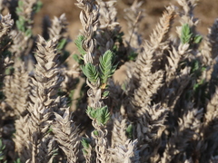Crucianella maritima