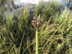 Schoenoplectus lacustris