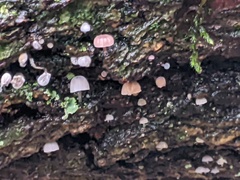 Mycena pseudocorticola