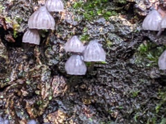 Mycena pseudocorticola