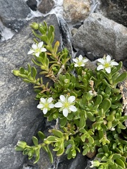 Arenaria serpens