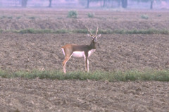 Antilope cervicapra