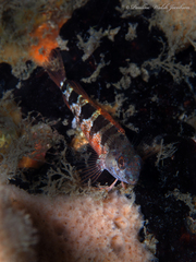 Malacoctenus triangulatus