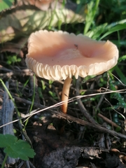 Singerocybe clitocyboides