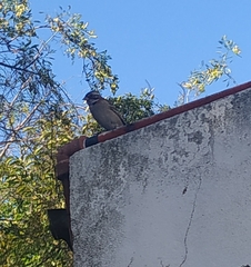 Zonotrichia capensis