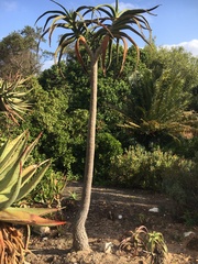 Aloidendron barberae