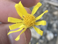Senecio flaccidus monoensis