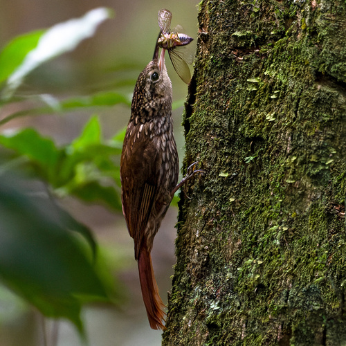 Lesser Woodcreeper