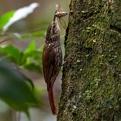 Lesser Woodcreeper photo 4