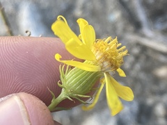 Senecio flaccidus monoensis