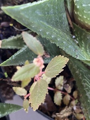 Euphorbia ophthalmica