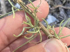 Senecio flaccidus monoensis