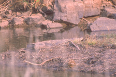 Crocodylus palustris