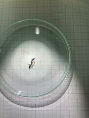 Odontomachus chelifer