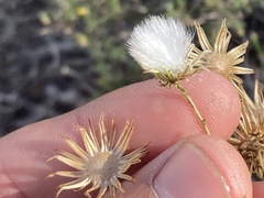 Senecio flaccidus monoensis