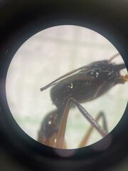 Odontomachus chelifer