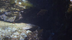 Pempheris rhomboidea