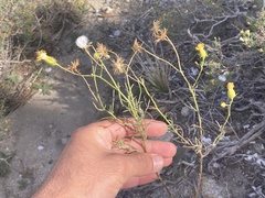 Senecio flaccidus monoensis