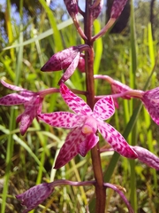 Dipodium punctatum
