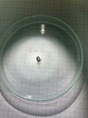 Odontomachus chelifer