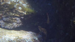 Pempheris rhomboidea