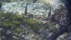 Pempheris rhomboidea