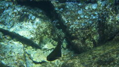 Pempheris rhomboidea