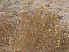 Brickellia microphylla
