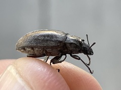 Bothrotes canaliculatus