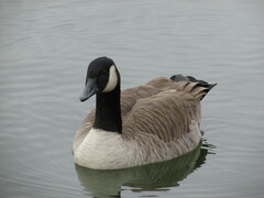 Branta canadensis
