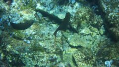 Pempheris rhomboidea