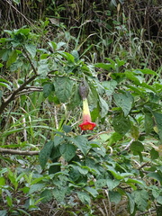 Brugmansia sanguinea