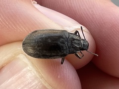 Bothrotes canaliculatus