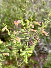 Clinopodium coccineum