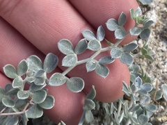 Acmispon argophyllus argophyllus