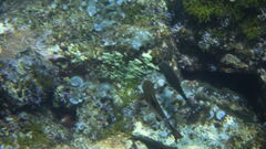 Pempheris rhomboidea
