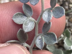 Acmispon argophyllus argophyllus