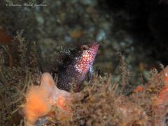 Malacoctenus macropus