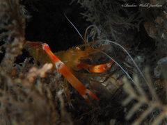 Stenopus scutellatus