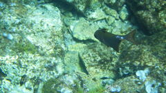 Pempheris rhomboidea