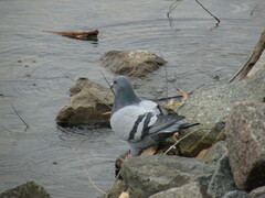 Columba livia domestica