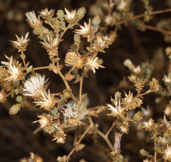 Brickellia microphylla