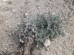 Acmispon argophyllus argophyllus