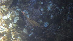 Pempheris rhomboidea