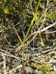 Cyanella lutea
