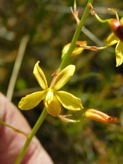 Cyanella lutea